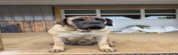English Mastiff dogs for sale: Jeremy - Ad 5