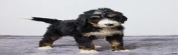 Bernedoodle dogs for sale: Karla - Ad 4