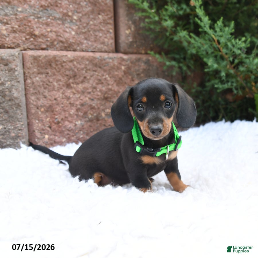Miniature Dachshund dogs Maggie Mae - Ad 1