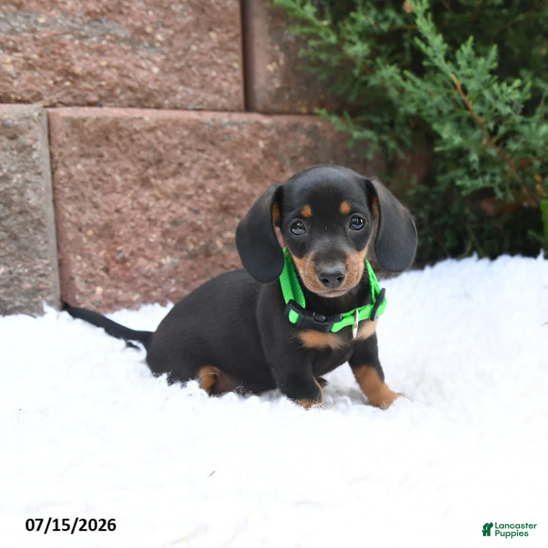 Miniature Dachshund dogs for sale: Maggie Mae - Ad 1