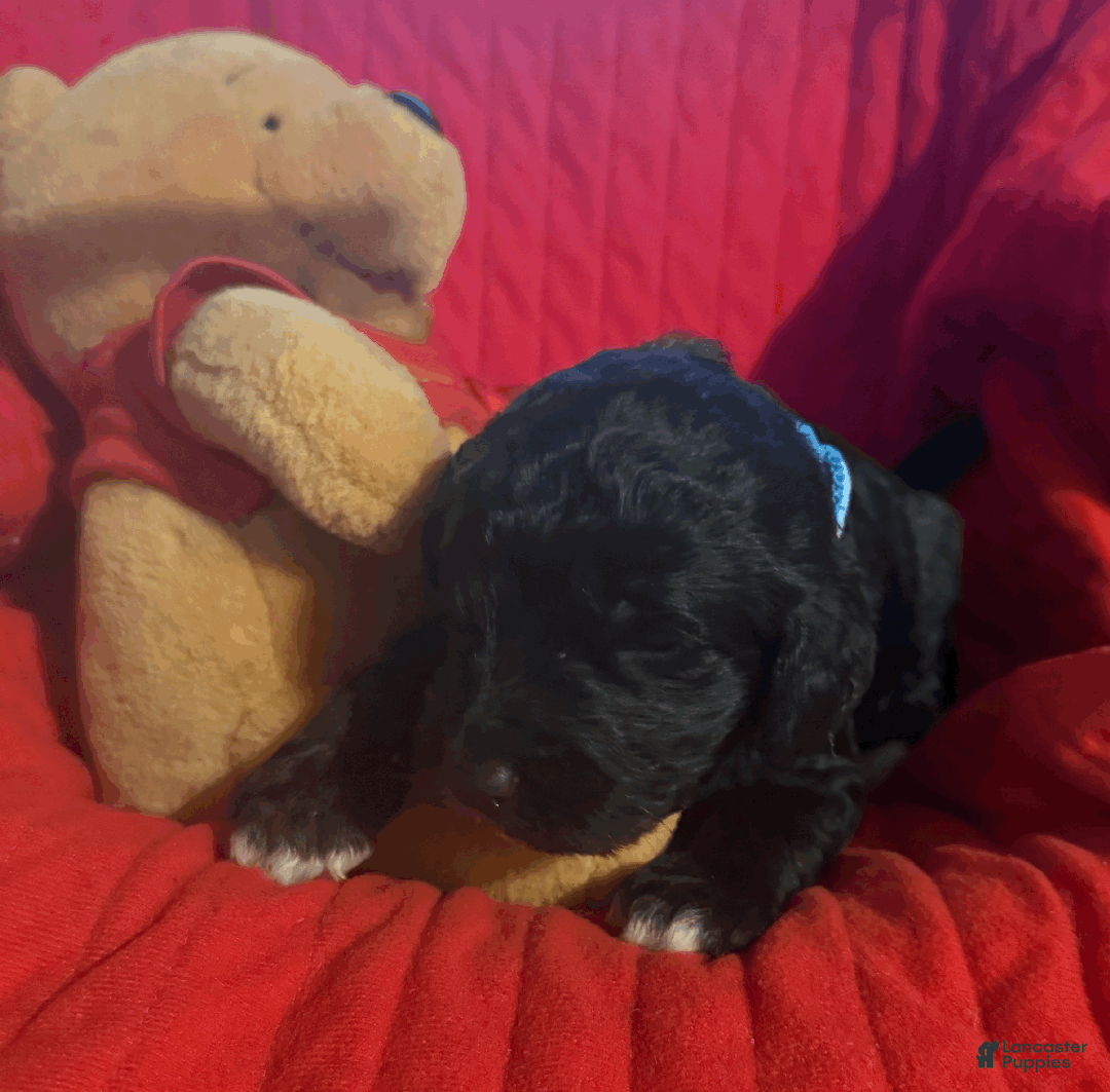 Goldendoodle dogs for sale: Light Blue - Ad 2