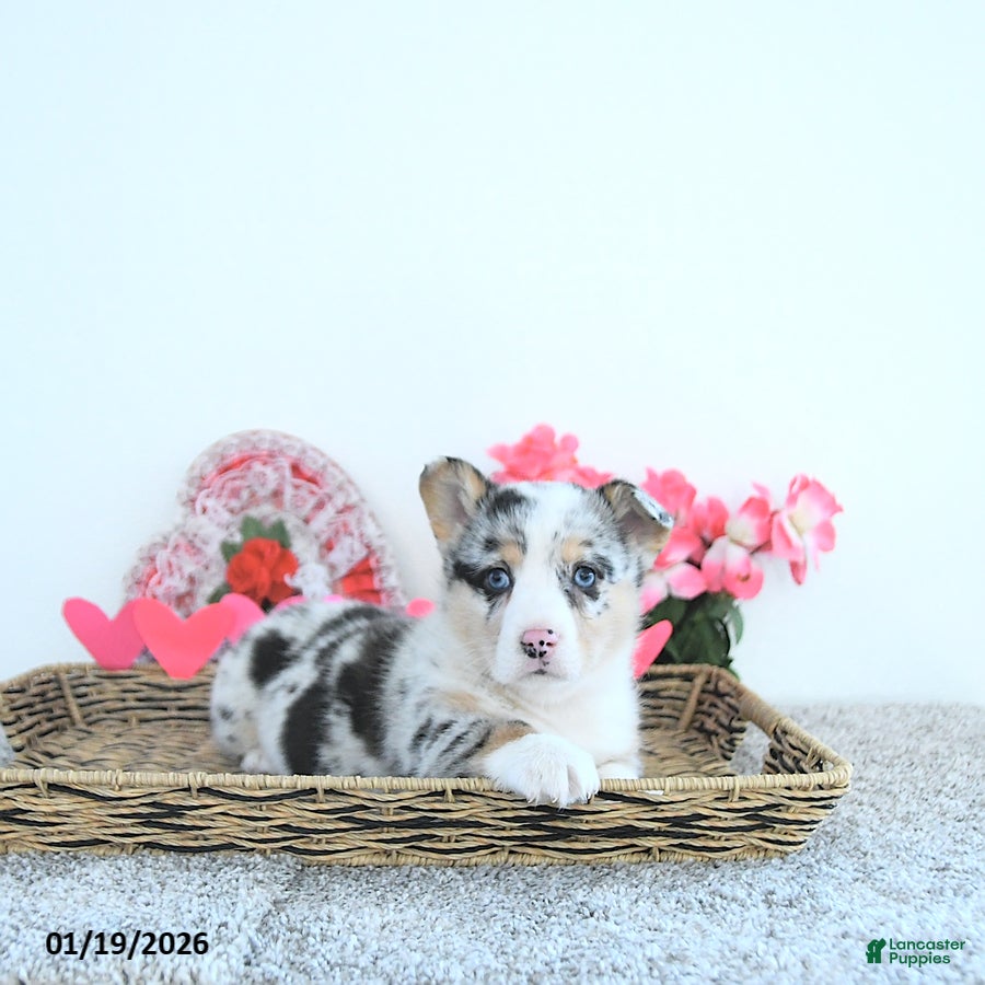 Welsh Corgi Pembroke dogs Rusty - Ad 5