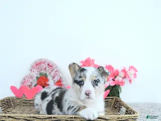 Welsh Corgi Pembroke dogs Rusty - Ad 7