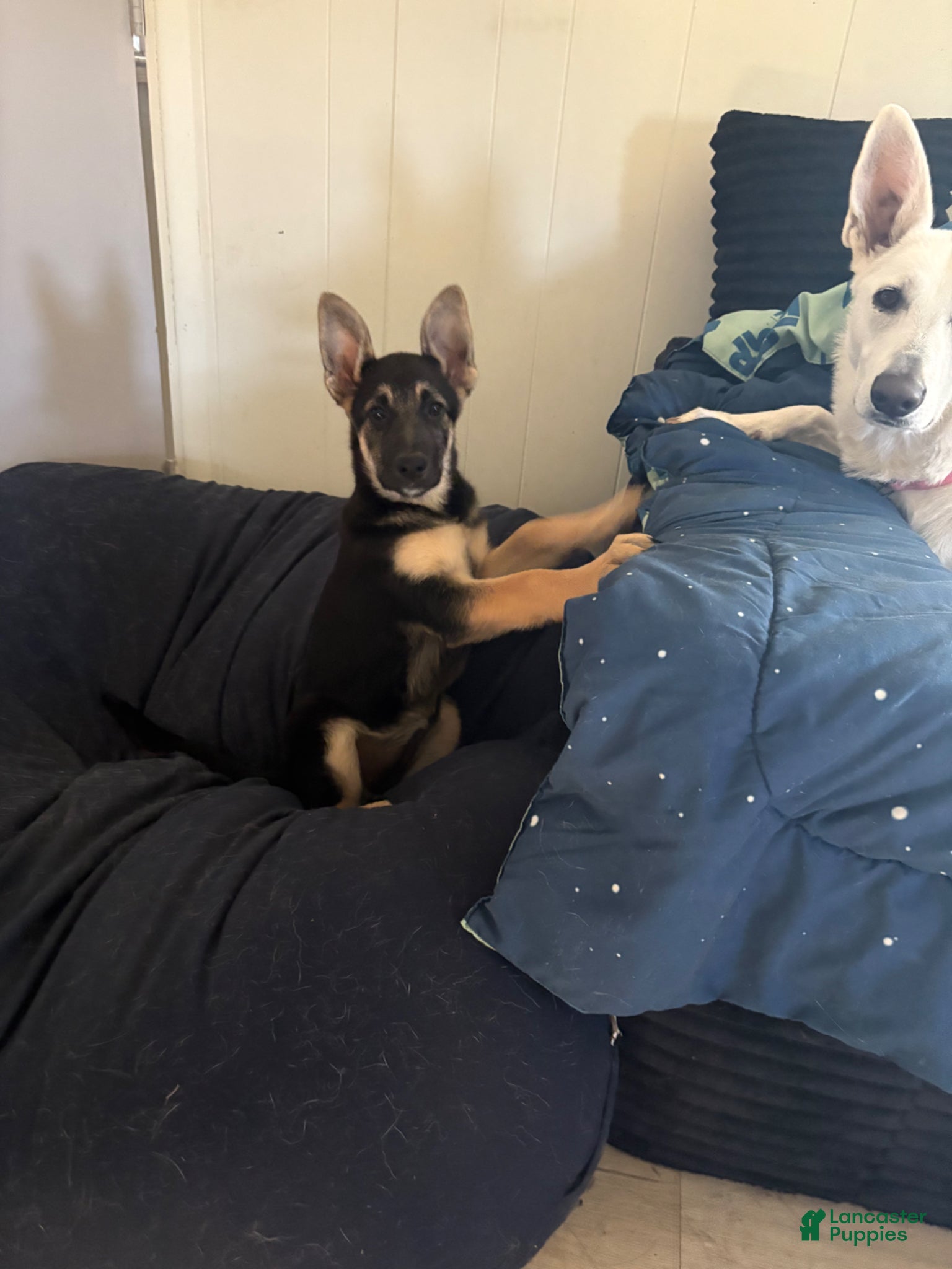 German Shepherd dogs German Shepherd Puppy 6 - Ad 28