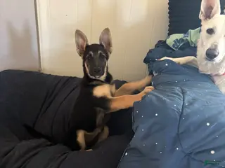 German Shepherd dogs German Shepherd Puppy 6 - Ad 28