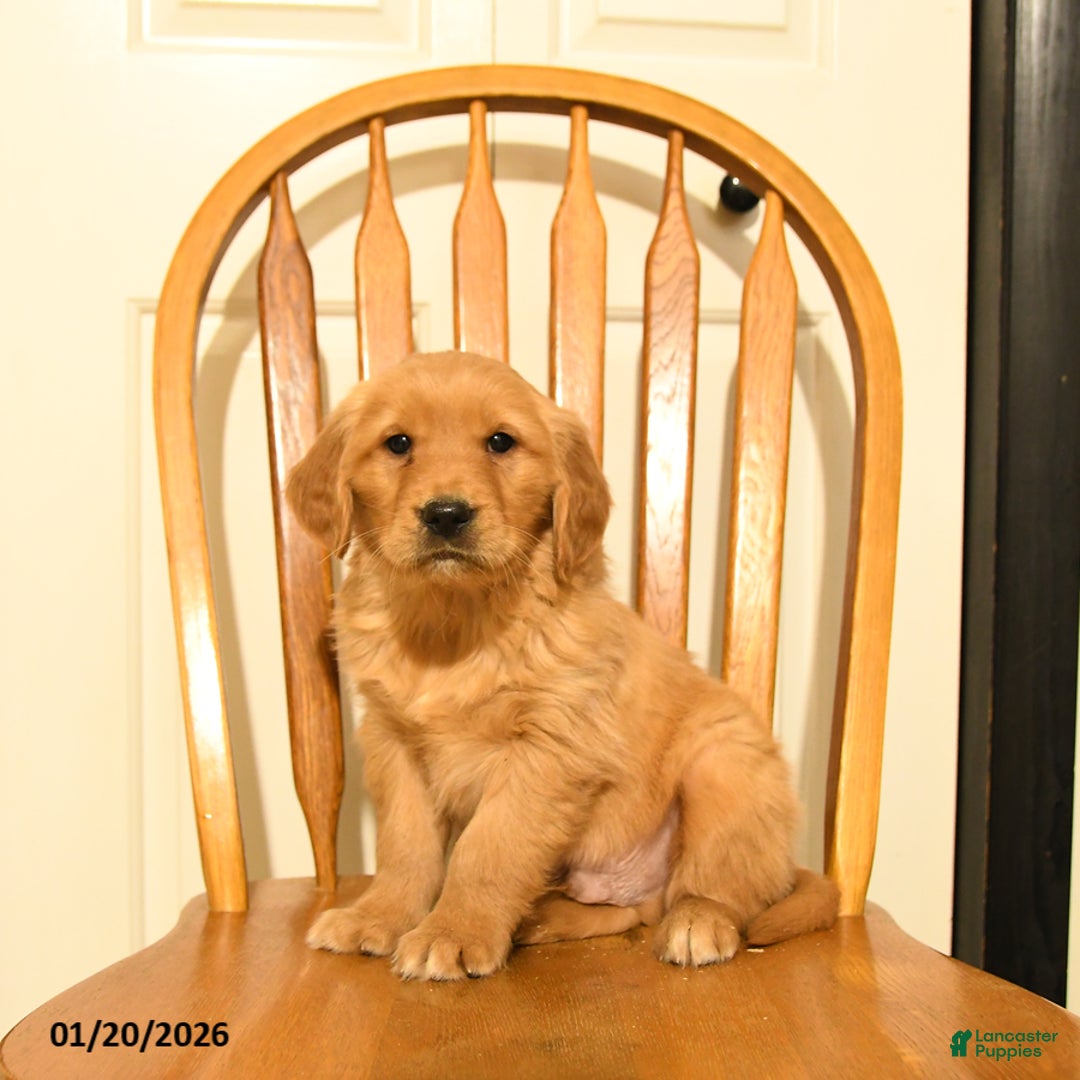Golden Retriever dogs for sale: Bach - Ad 2