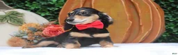 Miniature Dachshund dogs for sale: Miniature Dachshund 1 - Ad 8