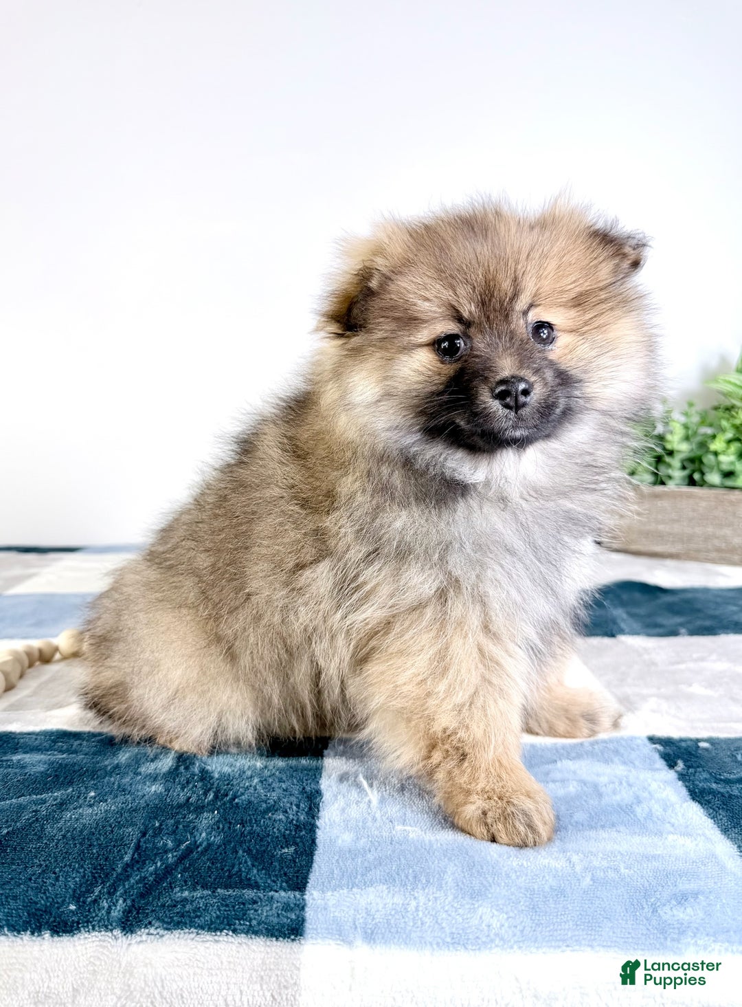 Pomeranian dogs for sale: Princeton  - Ad 2