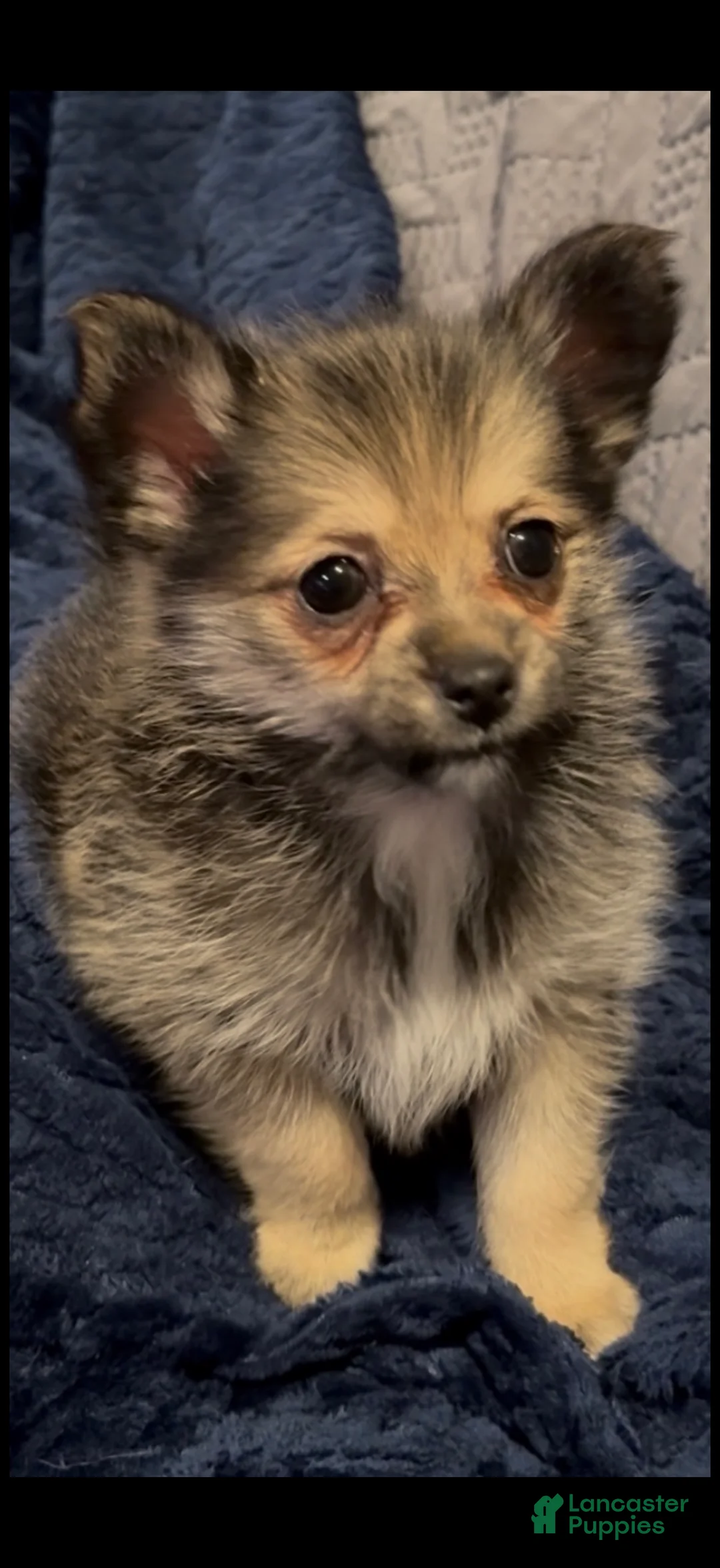 Mixed Breed dogs for sale: Frenchie  - Ad 1