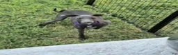 Italian Greyhound dogs for sale: Charlie - Ad 5