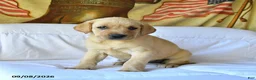 Labrador Retriever dogs for sale: Roxie - Ad 3