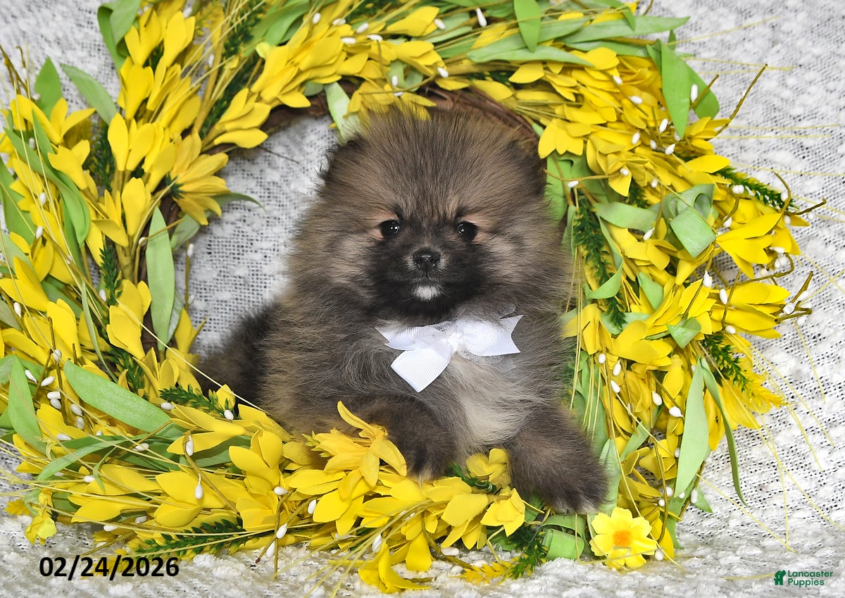 Pomeranian dogs Jesse - Ad 1