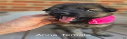 German Shepherd dogs for sale: ANNA - Ad 4
