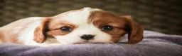 Cavalier King Charles Spaniel dogs for sale: Lavender - Ad 4