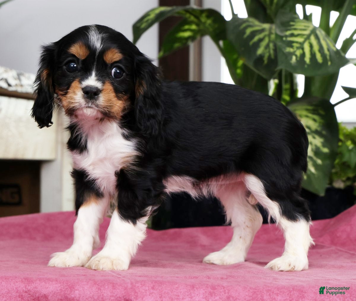 Cavalier King Charles Spaniel dogs Serena - Ad 1