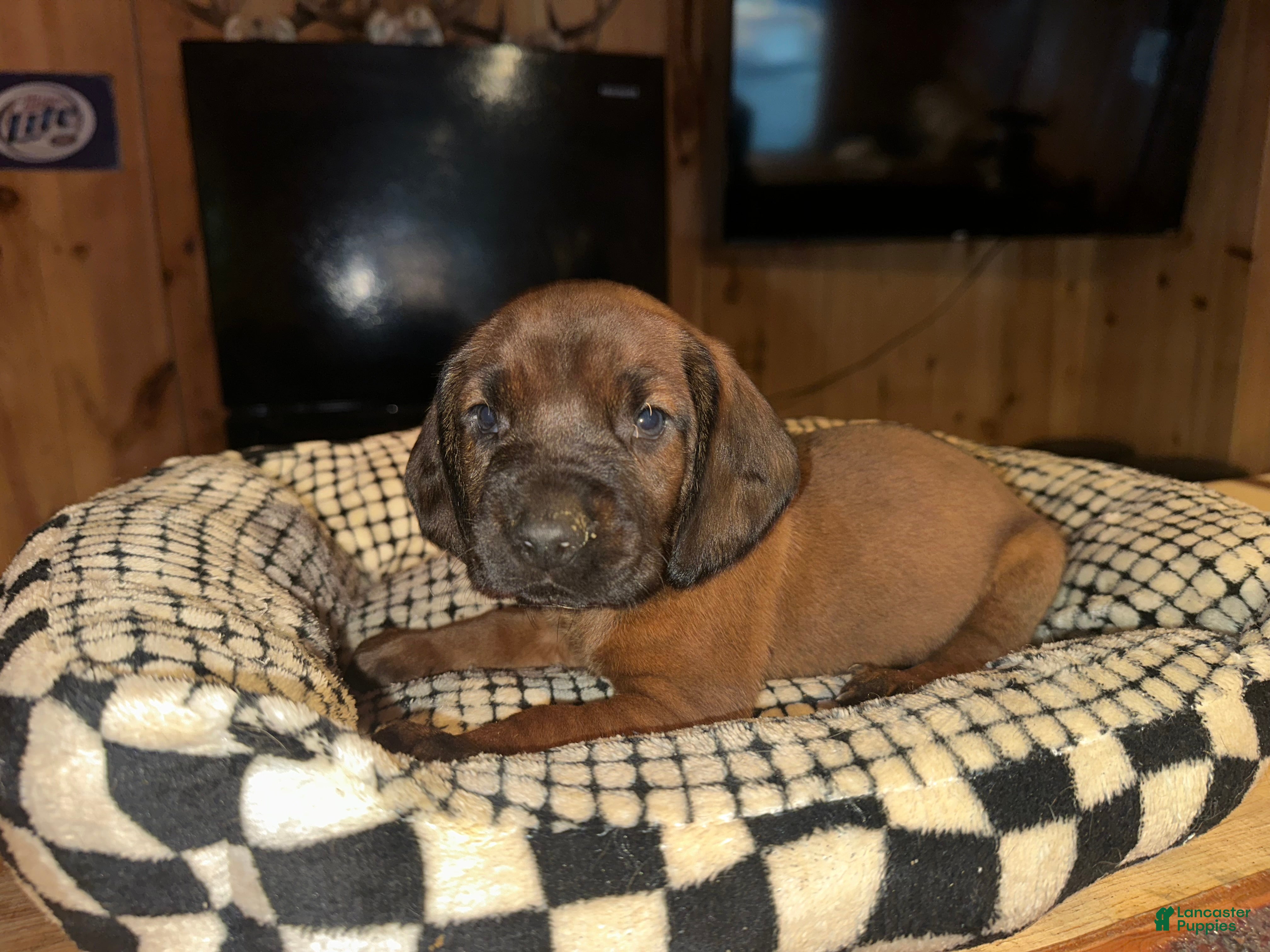 Mixed Breed dogs Yellow - Ad 16