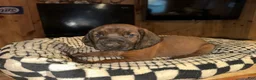 Mixed Breed dogs for sale: Yellow - Ad 1