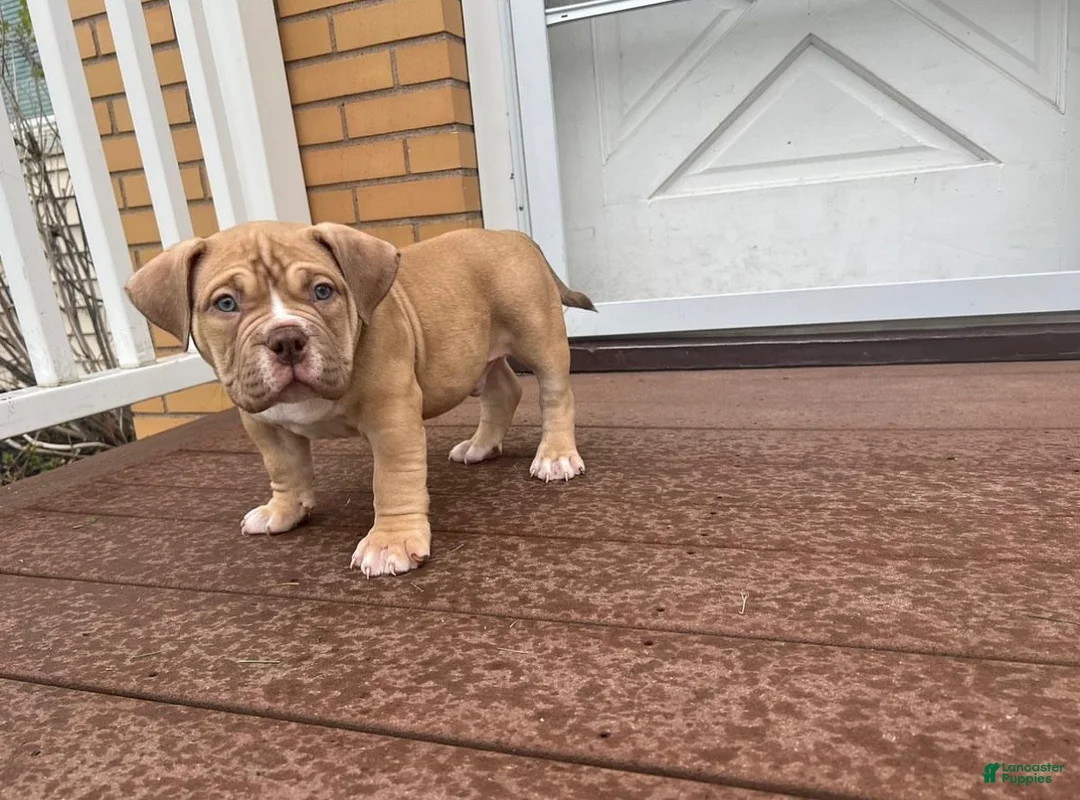 Gallery Image {{count}}