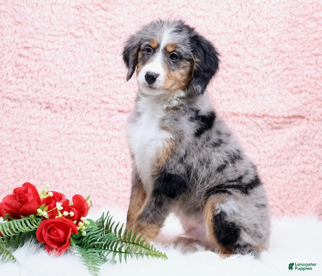 Mini Bernedoodle dogs for sale: Bingo - Ad 2