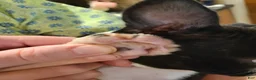 Boston Terrier dogs for sale: Robin - Ad 3
