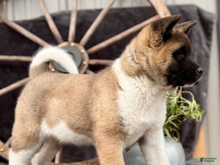Akita dogs Fella - Ad 17