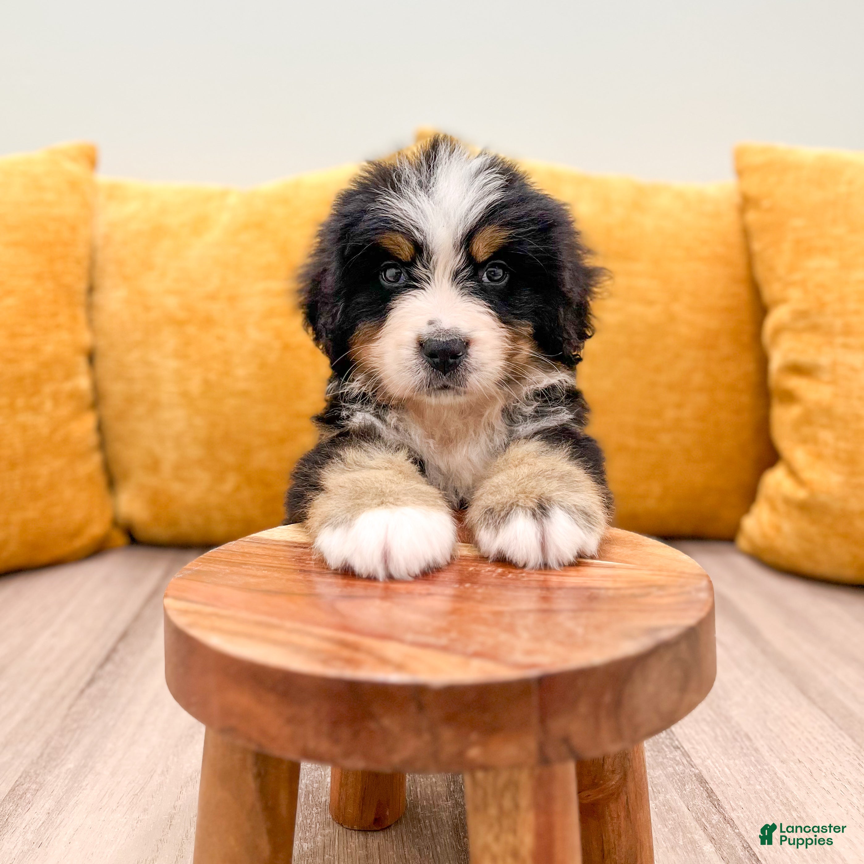 Bernese Mountain Dog dogs King - Ad 2