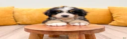 Bernese Mountain Dog dogs for sale: King - Ad 2
