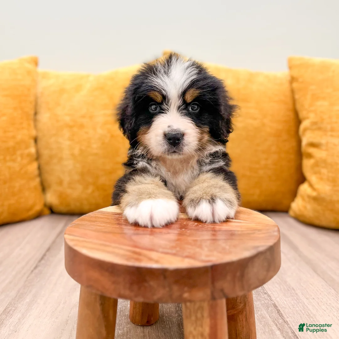 Bernese Mountain Dog dogs for sale: King - Ad 2