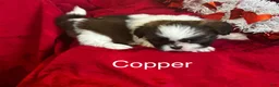 Lhasa Apso dogs for sale: Lhasa Apso Puppy 2 - Ad 2