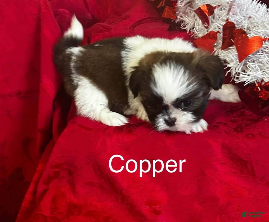 Lhasa Apso dogs for sale: Lhasa Apso Puppy 2 - Ad 2