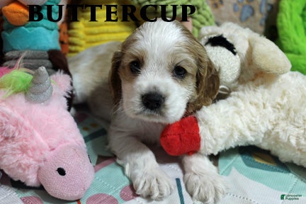 Cocker Spaniel dogs Buttercup - Ad 2