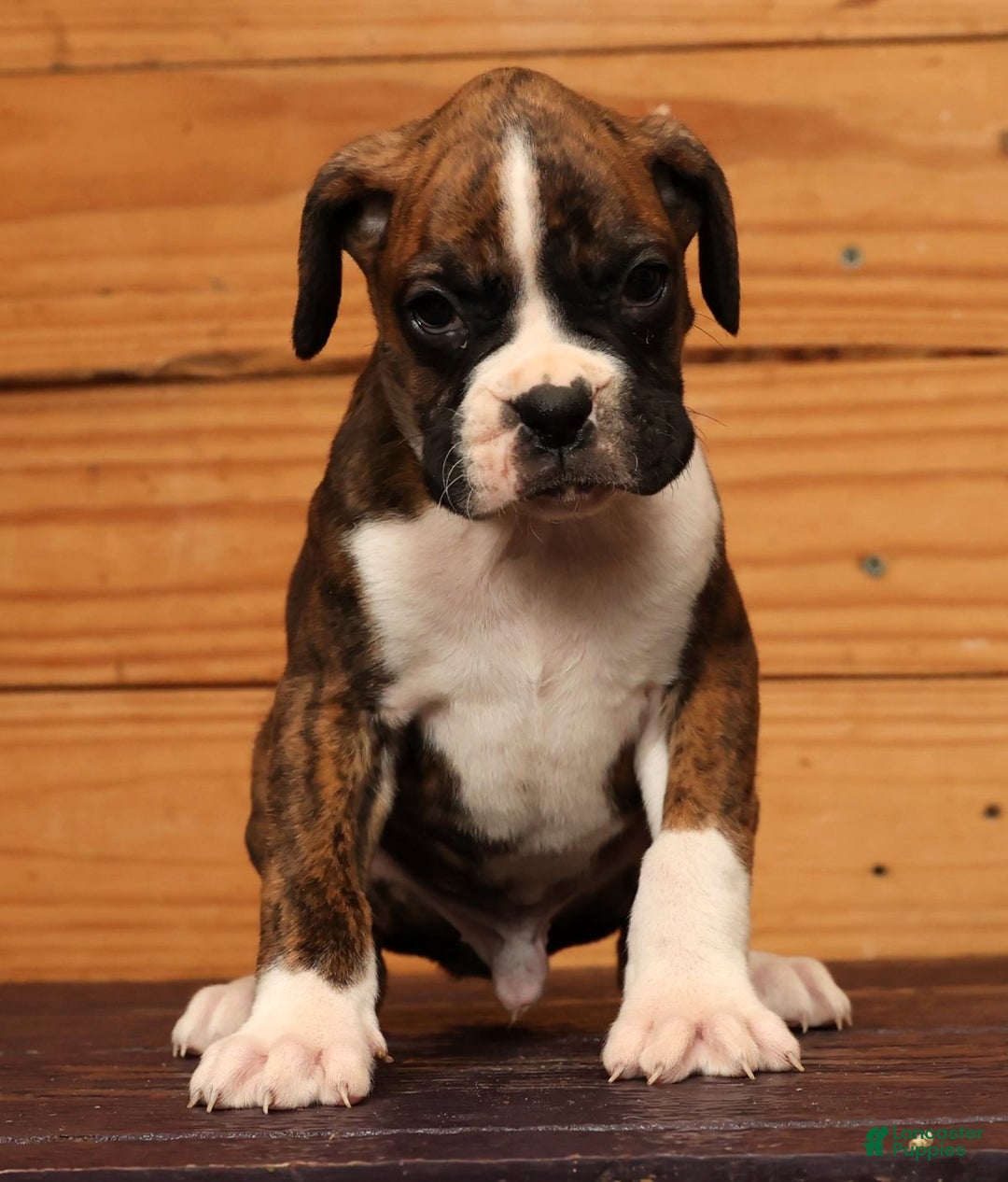 Boxer dogs for sale: Cloudy - Ad 4