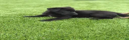 German Shepherd dogs for sale: German Shepherd 3 male and female - Ad 4