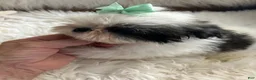 Shih Tzu dogs for sale: Shih Tzu Male 2 - Ad 6