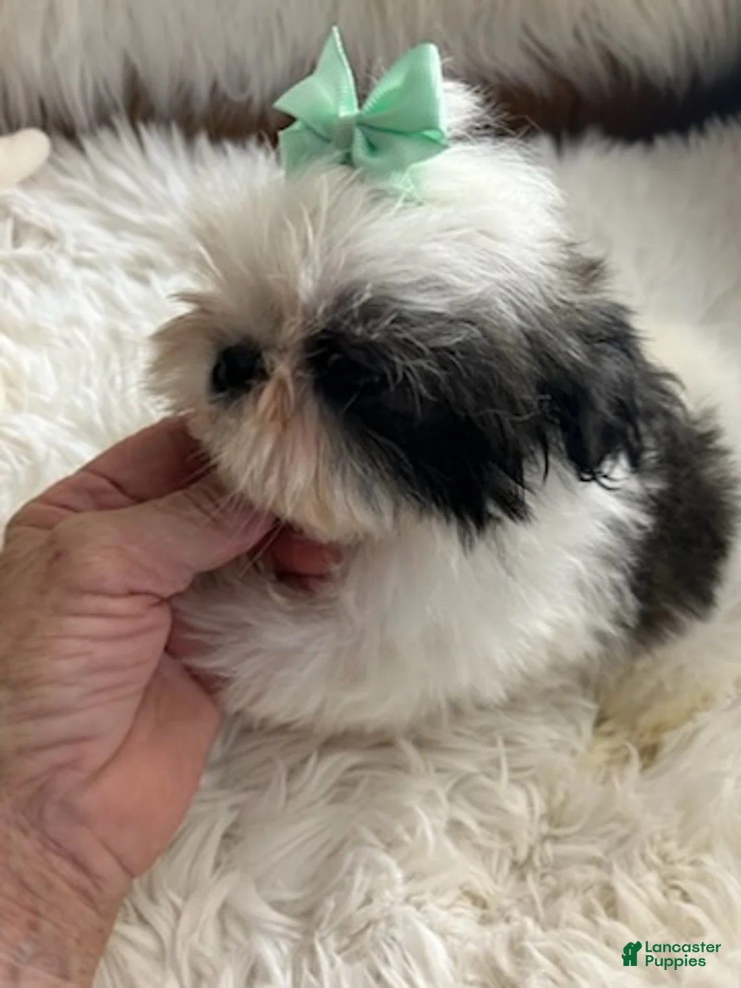 Shih Tzu dogs for sale: Shih Tzu Male 2 - Ad 6