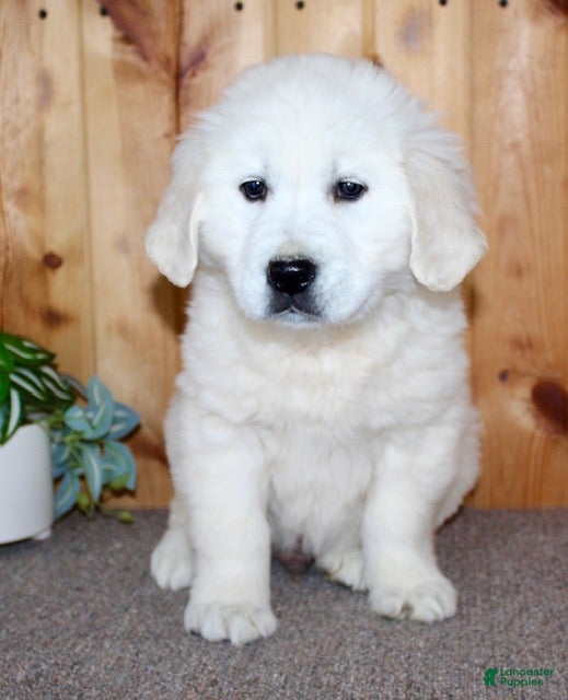 Golden Retriever dogs Sparky - Ad 2