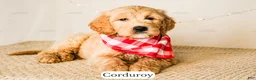 Goldendoodle dogs for sale: Corduroy - Ad 13