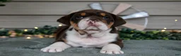 Beabull dogs for sale: Skye - Ad 1