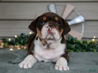 Beabull dogs Skye - Ad 16