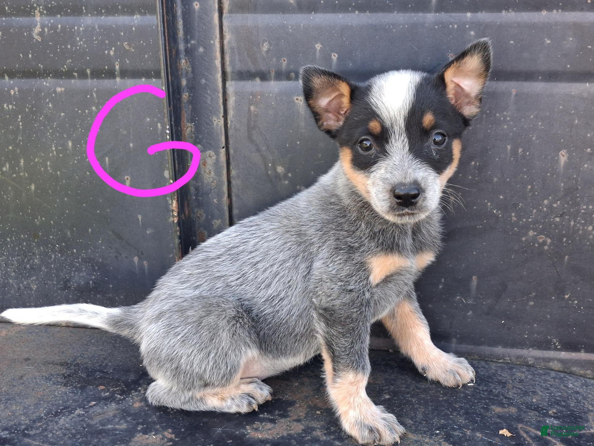 Australian Cattle Dog dogs for sale: Australian Cattle Dog 5 - Ad 37