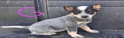 Australian Cattle Dog dogs for sale: Australian Cattle Dog 5 - Ad 1