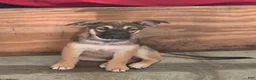 Mixed Breed dogs for sale: Pincho - Ad 1