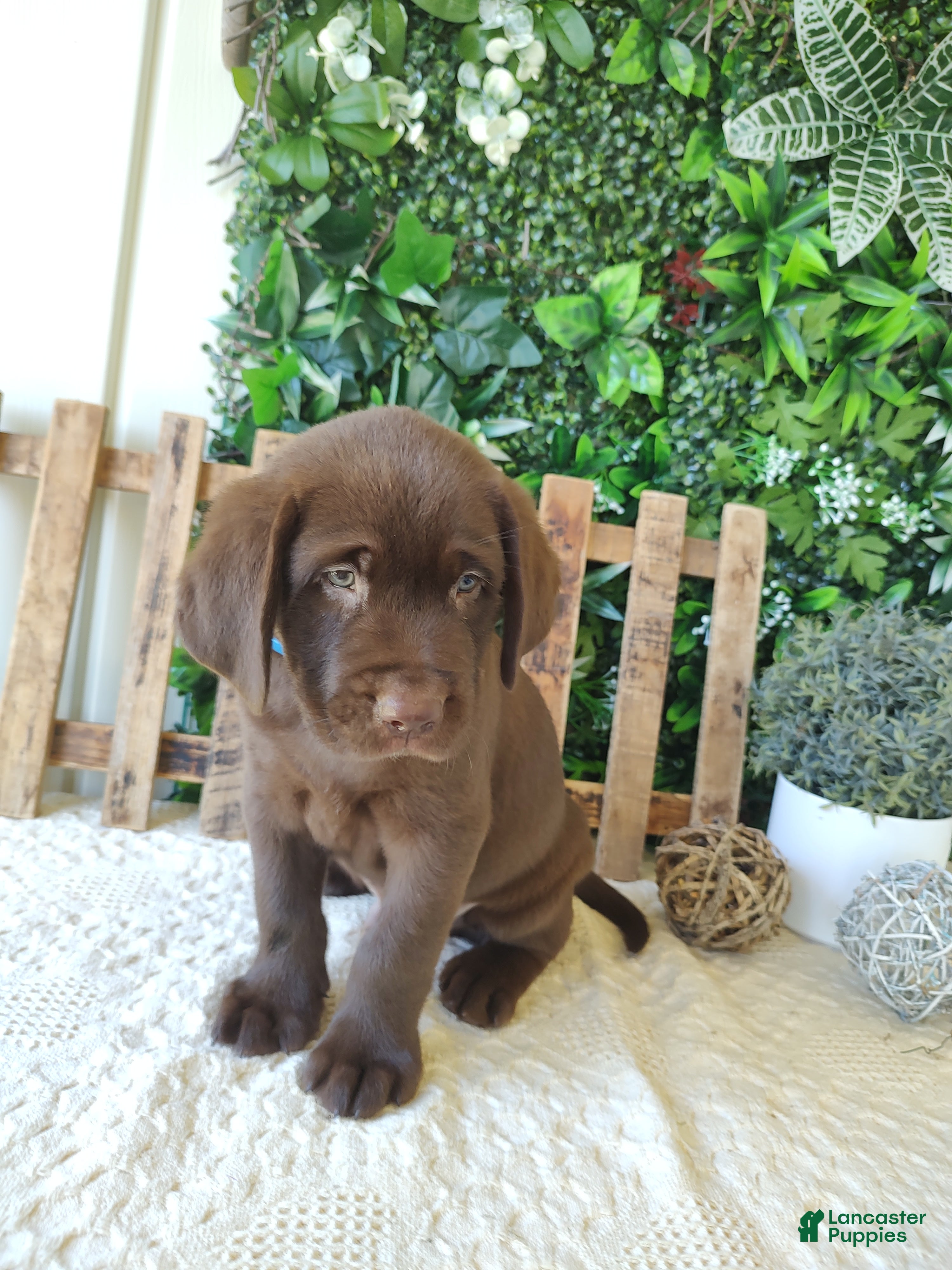 Labrador Retriever dogs Ranger - Ad 2