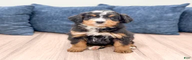 Benji