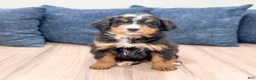Mini Bernedoodle dogs for sale: Benji - Ad 1