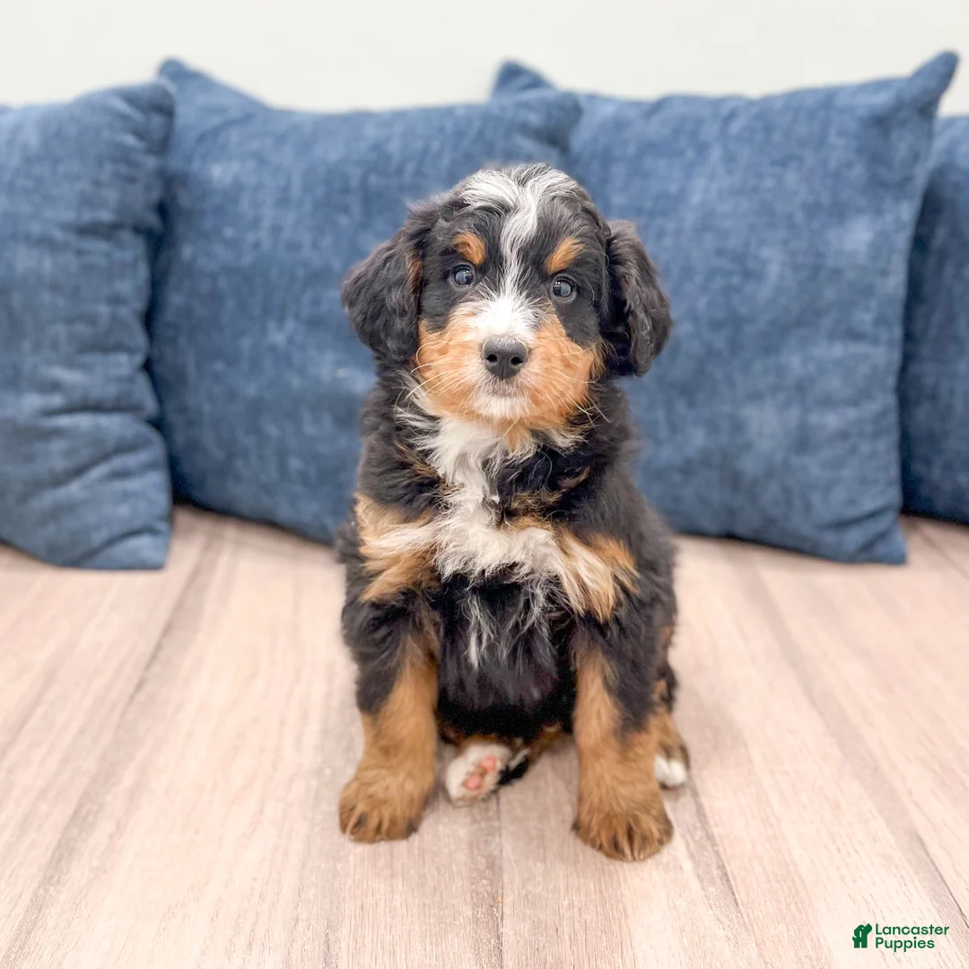 Mini Bernedoodle dogs for sale: Benji - Ad 1