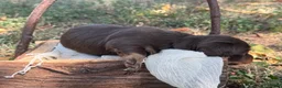 Miniature Dachshund dogs for sale: Chocolate Girl - Ad 6