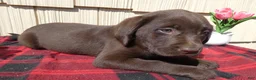 Labrador Retriever dogs for sale: Labrador Retriever Puppy 9 - Ad 4