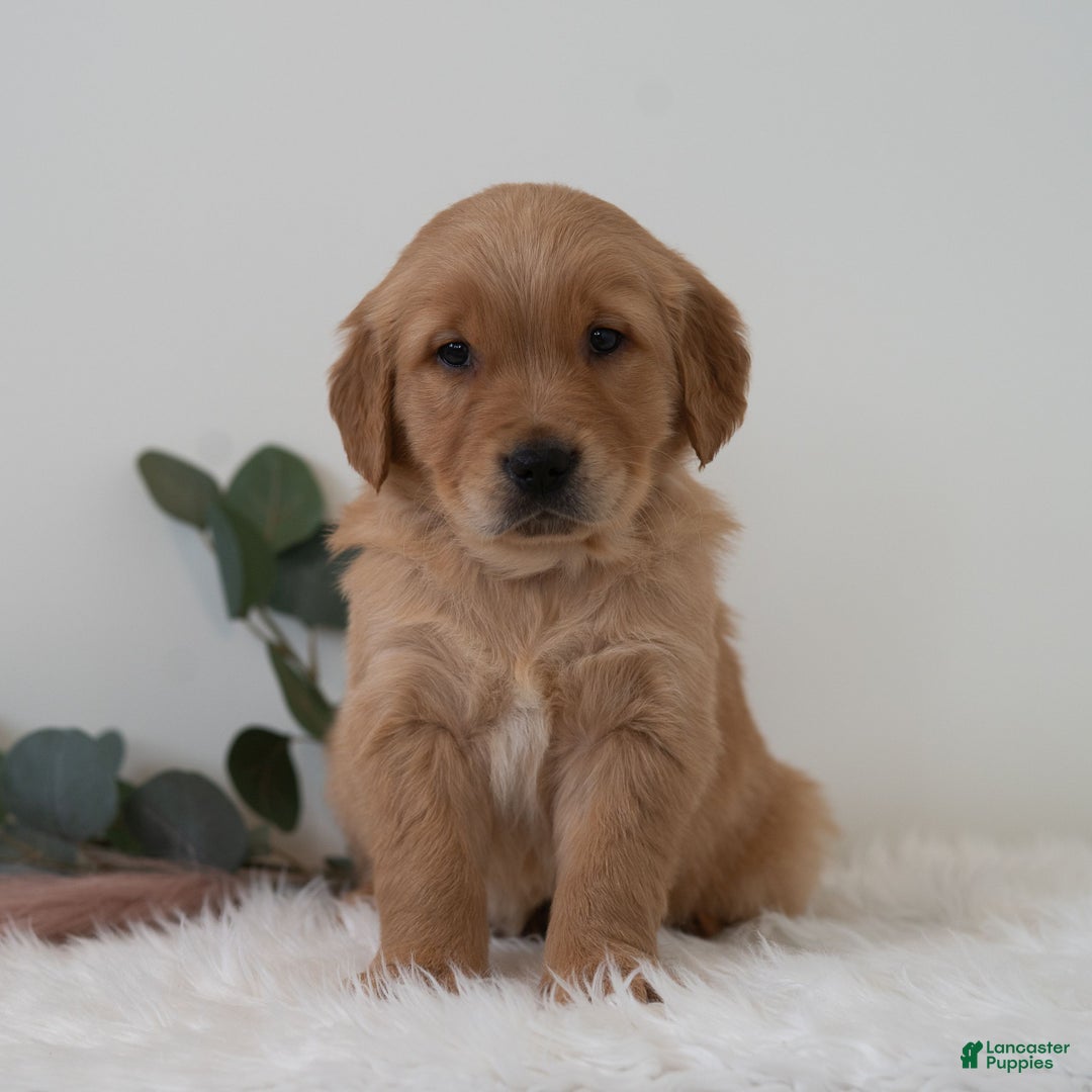Golden Retriever dogs for sale: Shadow  - Ad 4