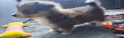 Mixed Breed dogs for sale: Chipmunk - Ad 2